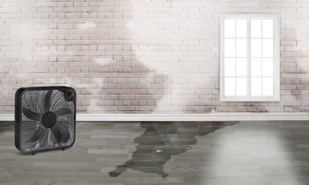 Best Basement water damage restoration  in Sahuarita, AZ